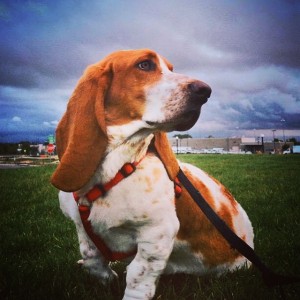 RU 4 APRIL Walter Basset Hound Danielle and Bill Reddick 1