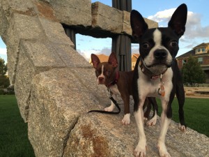 W BACK COVER Cinna and Maya Boston Terriers Caroline and Sophia Paredes