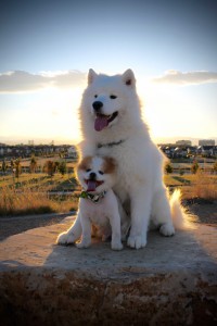 Lil Bit Bismarck Parti Pomeranian Samoyed