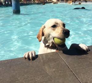 Magnolia Yellow Lab