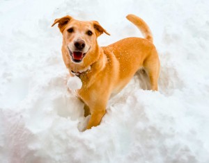 Puddles Fuller Yellow Lab Pointer Mix