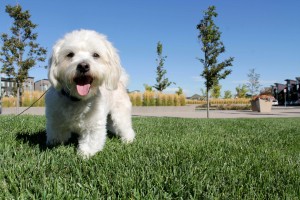 Reggie White Miniature Poodle Mix 1